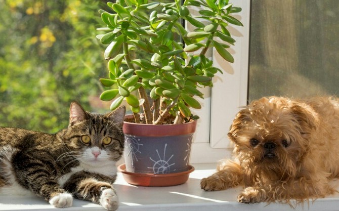 Советы, как защитить комнатные растения от животных