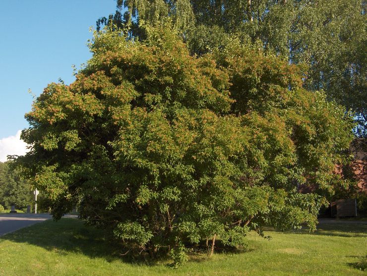 Татарский Клен Дерево Фото Листья