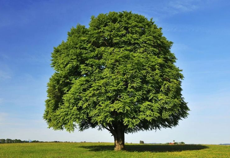 Бук: фото и описание дерева, как выглядит и где растет, посадка и уход