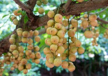 Бирманский виноград: вечнозеленое плодовое дерево и экзотический фрукт