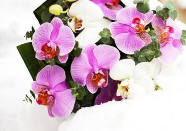 Содержание орхидей зимой: 15 полезных советов