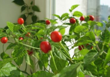 Помидоры на подоконнике. Как вырастить домашние помидоры