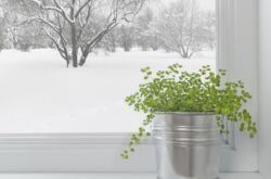 Комнатные растения зимой