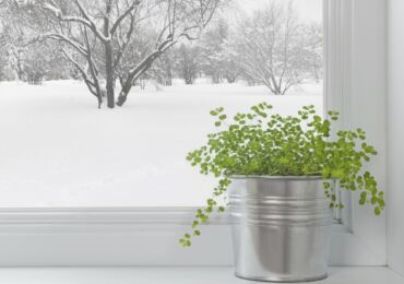 Комнатные растения зимой