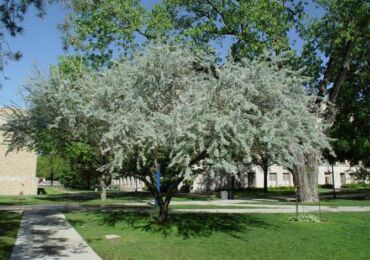 Как правильно выращивать дерево лох узколистный или русскую оливу