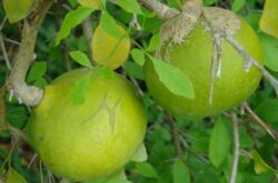 Баиль матум или айва бенгальская фруктовое дерево из Индии