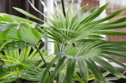Растение трахикарпус