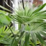 Растение трахикарпус