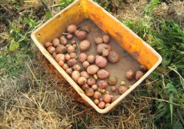 Выращивание картофеля под соломой или мульчой