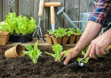Как вырастить крепкую здоровую рассаду