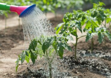 Полив огорода при недостатке воды: метод искусственной росы