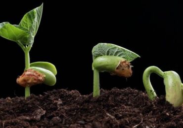 Как ускорить прорастание семян: замачивание, проращивание и другие приемы