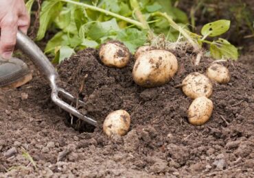Плохой урожай картофеля: причины и решения