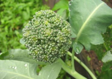 Выращивание брокколи: правила и агротехника