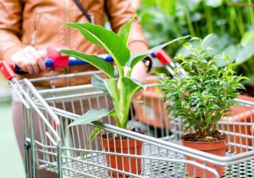 Как правильно купить растение или цветы