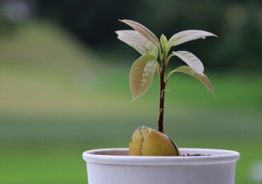 Авокадо. Уход и выращивание в домашних условиях. Как вырастить авокадо из косточки