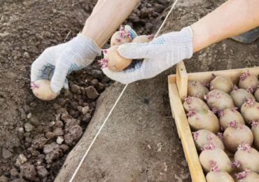 Способы выращивания картофеля: выращивание картофеля в траншеях