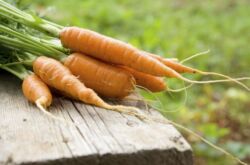 Самые сладкие сорта моркови для детского питания