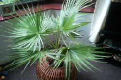 Пальма вашингтония – уход в домашних условиях. Фото и описание пальмы, её виды. Домашняя вашингтония – выращивание из семян