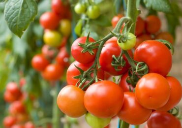 Выращивание рассады томатов (помидоров): сроки посева и оптимальный температурный режим