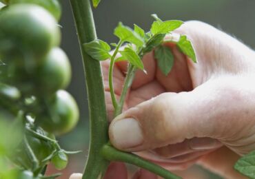 Пасынкование томатов: как и когда делать