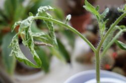 Основные проблемы с рассадой томатов и способы их решения
