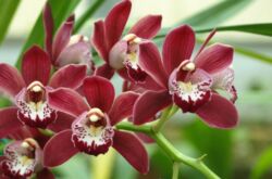 Цимбидиум. Уход в домашних условиях за орхидеей цимбидиум. Выращивание, посадка и размножение. Описание, виды, фото
