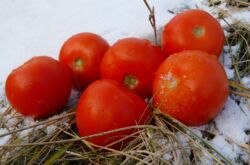 Подзимний посев томатов
