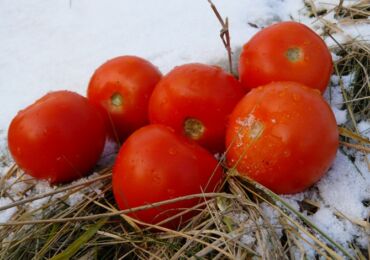 Подзимний посев томатов