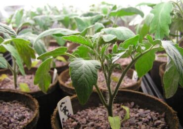 Выращивание рассады томатов: посев, пикировка, поливы и подкормки, закалка