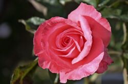Роза Паризе Шарм - посадка, выращивание и уход. Обрезка, зимовка и размножение Паризе Шарм. Описание розы, фото