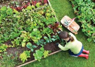 Севооборот овощей: схема для органических гряд