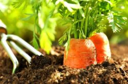 Агротехника выращивания моркови в природном земледелии