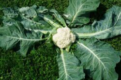 Выращивание цветной капусты: основная агротехника