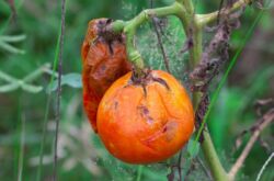 Борьба с фитофторой томатов: народные методы и средства