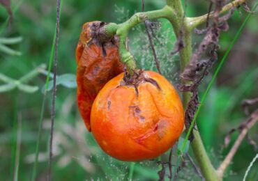 Борьба с фитофторой томатов: народные методы и средства