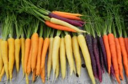 Сортотипы моркови