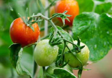 Детерминантные и индетерминантные сорта томатов