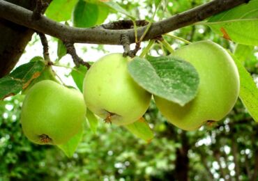 Воздушные отводки: размножение яблони без прививок