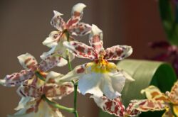 Орхидея Камбрия – уход в домашних условиях. Выращивание камбрии, пересадка и размножение. Описание, виды. Фото