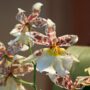 Орхидея Камбрия – уход в домашних условиях. Выращивание камбрии, пересадка и размножение. Описание, виды. Фото
