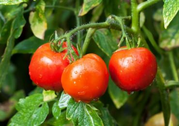 Недостаток элементов питания у томатов