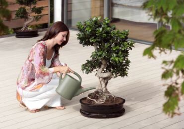 Искусство выращивания бонсай. Как вырастить дерево бонсай в домашних условиях