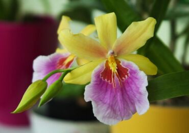 Мильтония – уход в домашних условиях. Выращивание орхидеи мильтонии, пересадка и размножение. Описание, виды. Фото