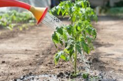 Как часто поливать рассаду помидоров после пикировки, высадки в грунт и в теплице