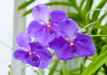 Орхидея ванда – уход в домашних условиях. Выращивание ванды, пересадка и размножение. Описание. Фото