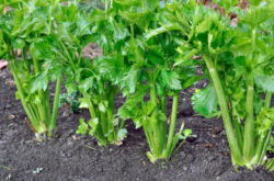 Выращивание черешкового сельдерея на даче: посадка и уход, агротехника. Советы. Видео