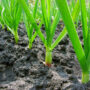 Выращивание чеснока и уход за ним. Как посадить и вырастить чеснок в открытом грунте