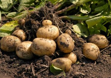 Выращивание картофеля по голландской технологии на дачном участке