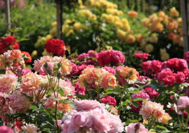 Создание розария в саду своими руками. Выбор места на даче и сорта роз, подготовка участка. Фото дизайна